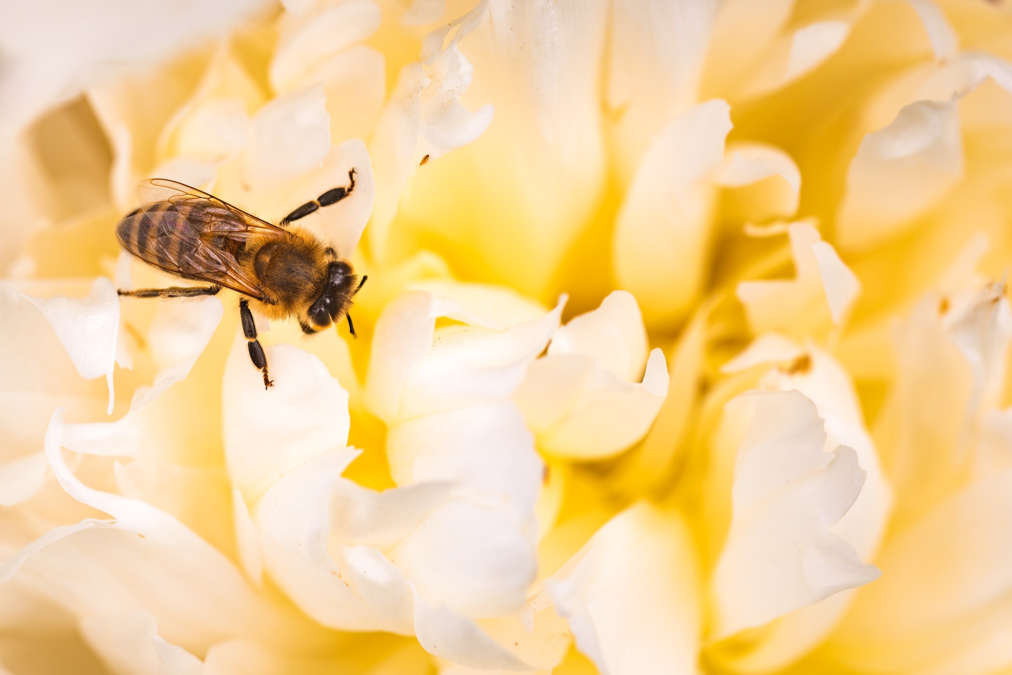 Honey Bee on bright White Yellow Peony Flower, Close Up of bee at work polinating the flower