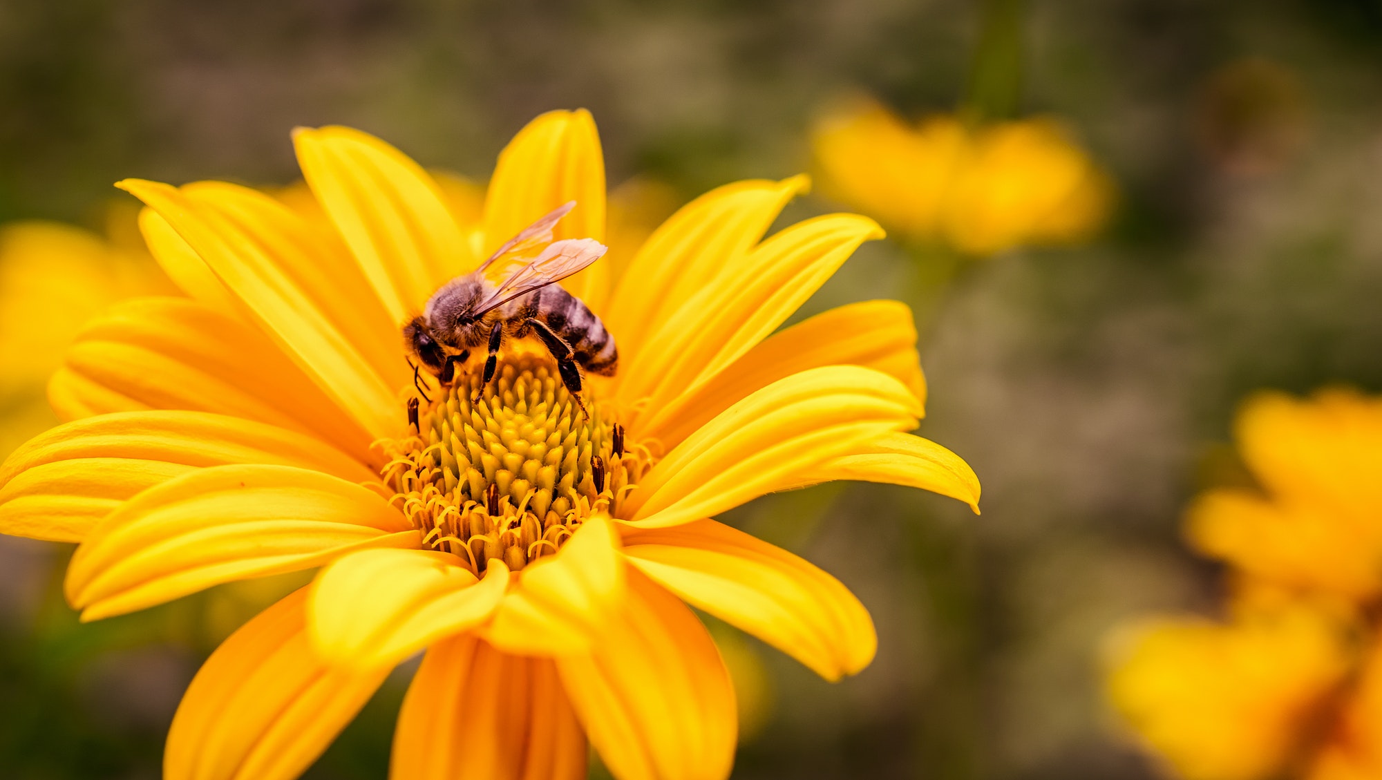 Yellow flower with bee inside